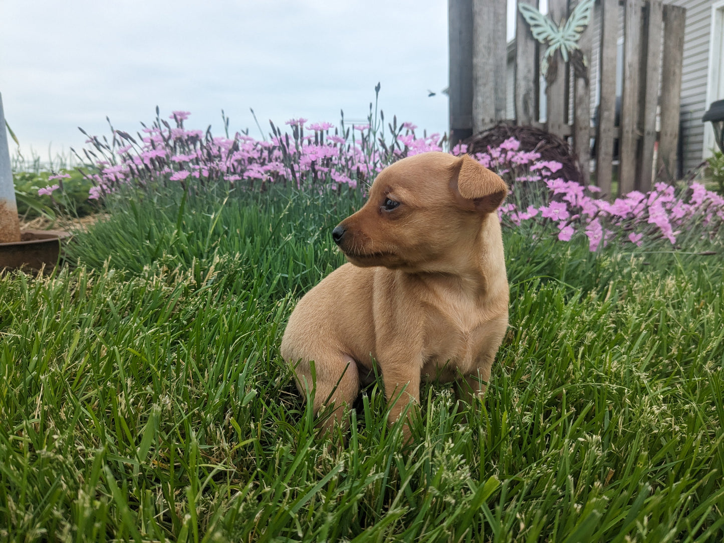 MINI PINSCHER (04/10) FEMALE
