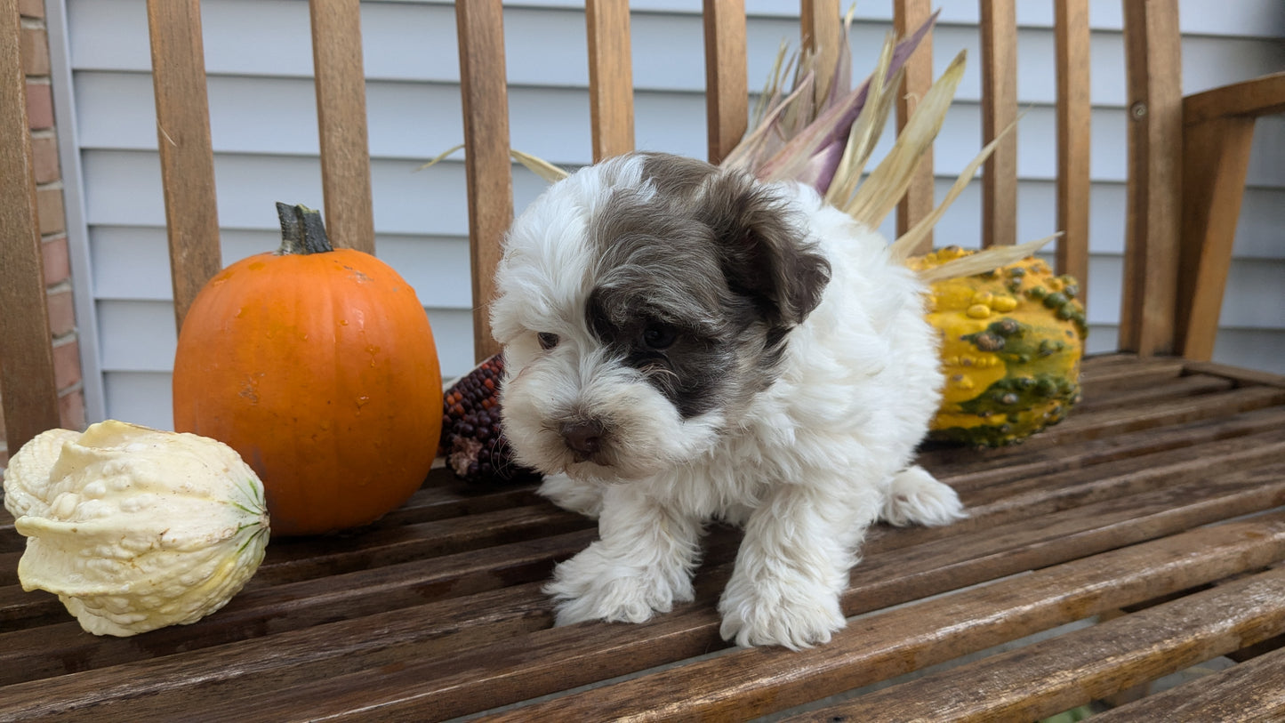 HAVANESE (08/23) MALE