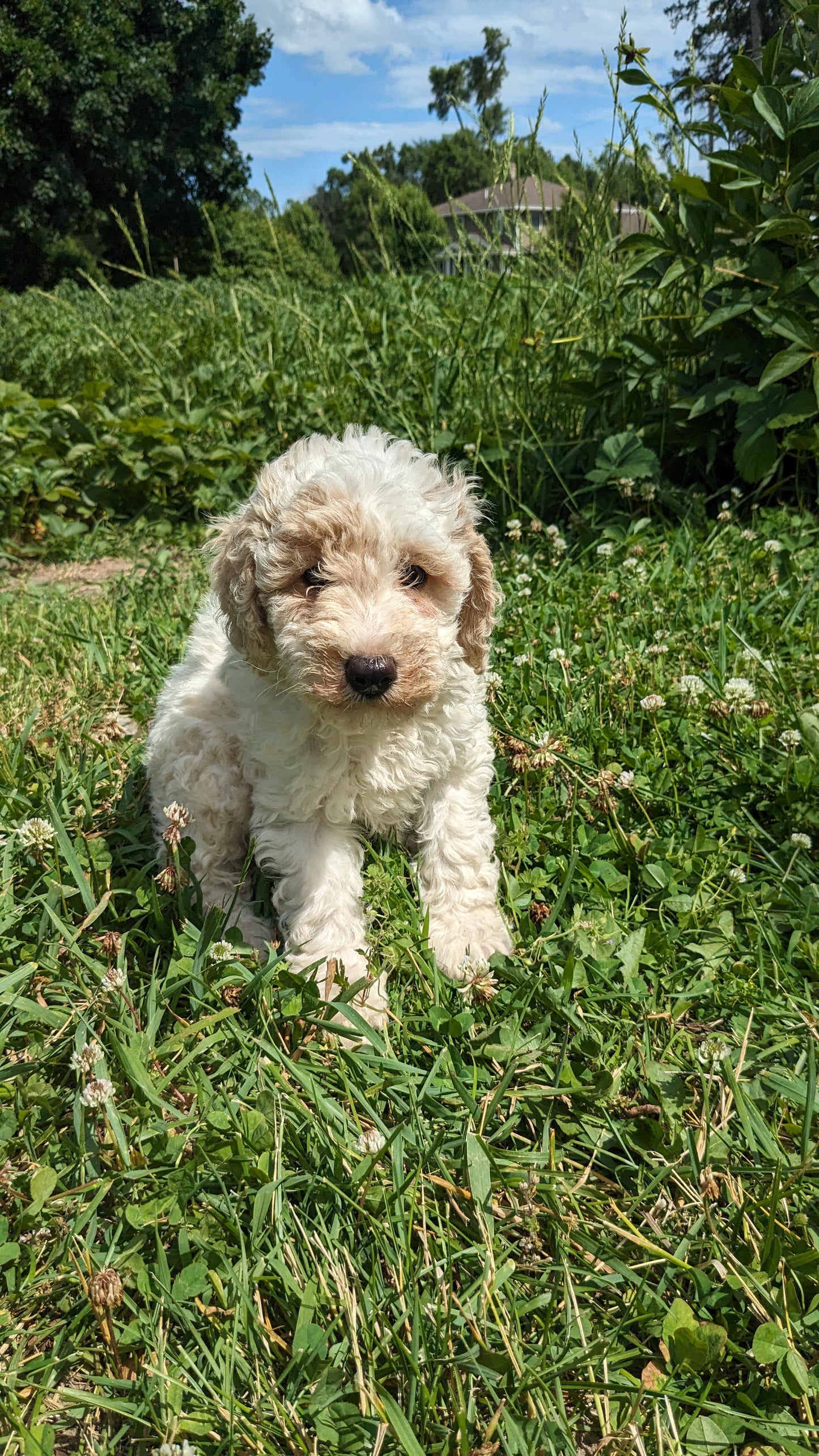 MINI POODLE (04/27) MALE