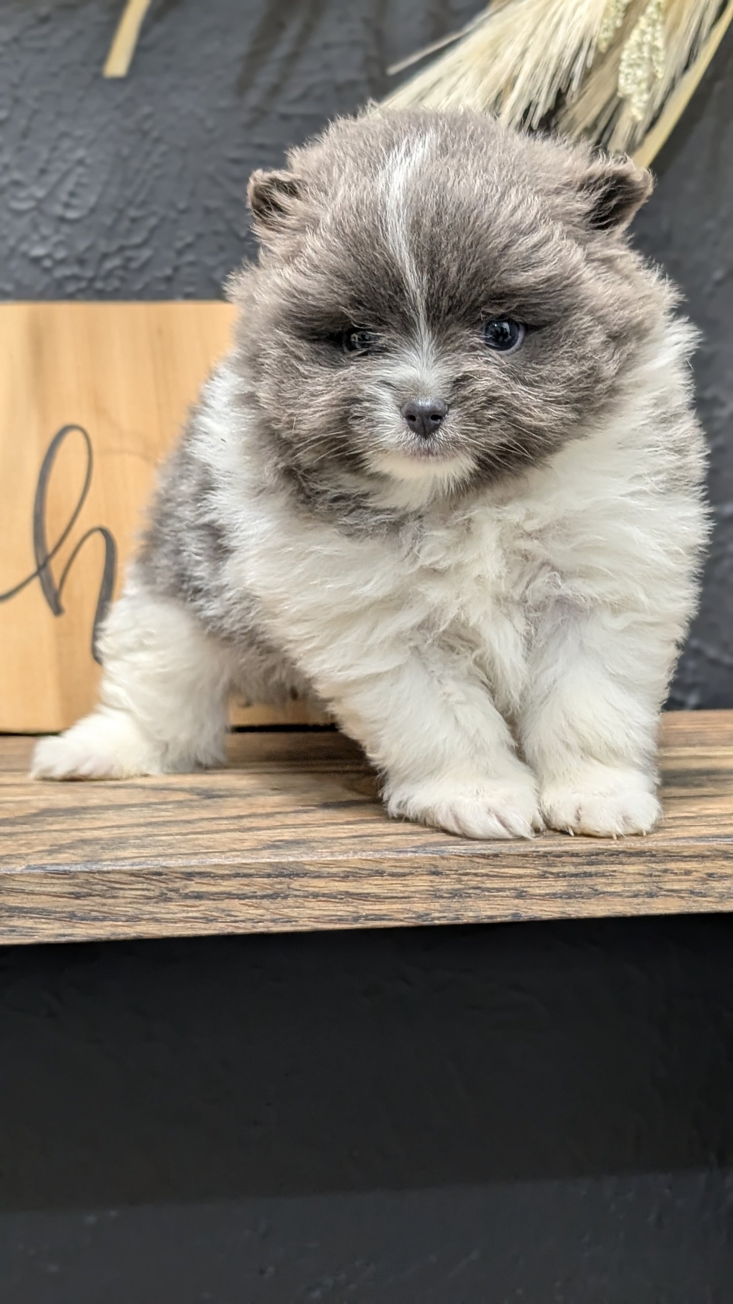 POMERANIAN (NOV 07) MALES