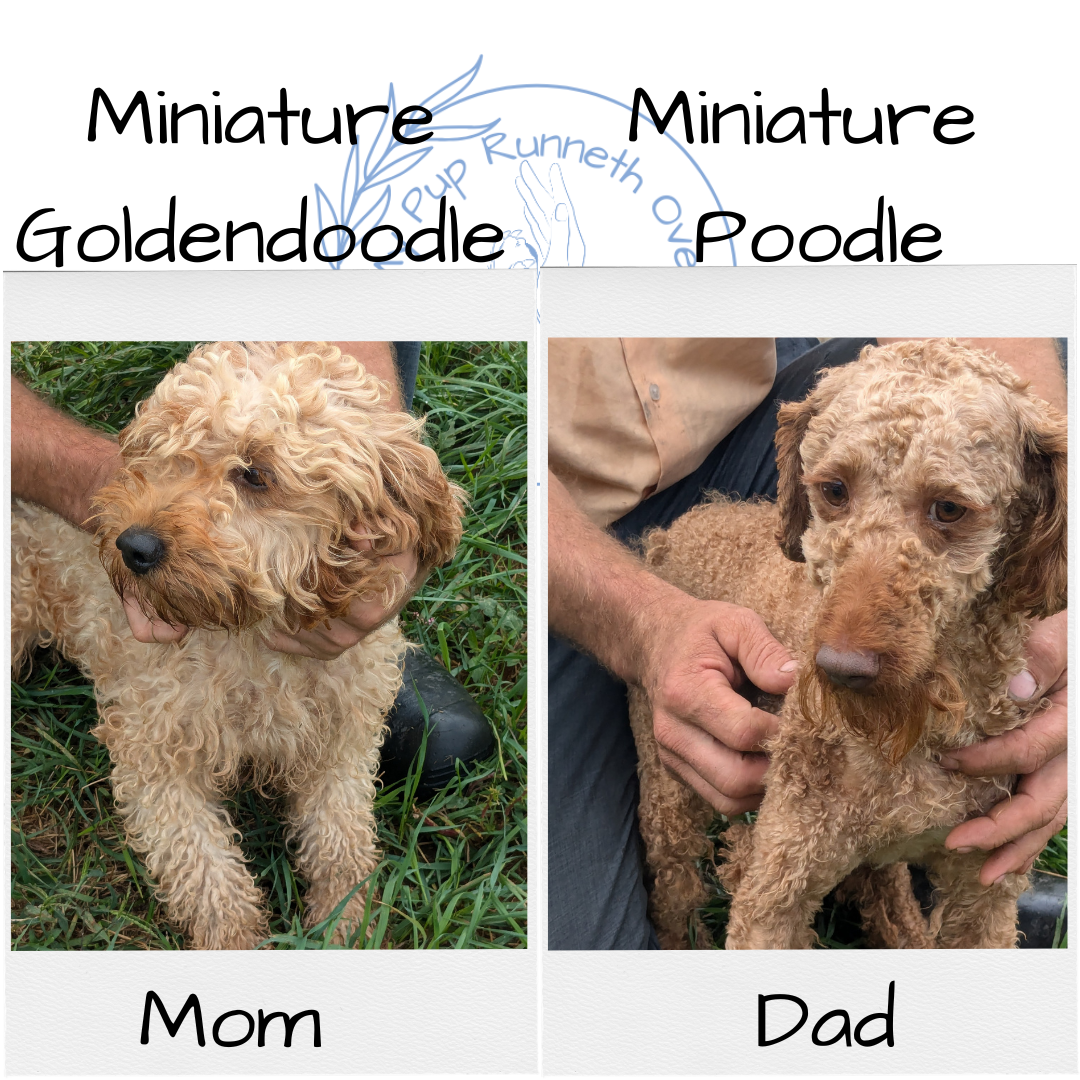 MINI GOLDENDOODLE (07/30) FEMALE