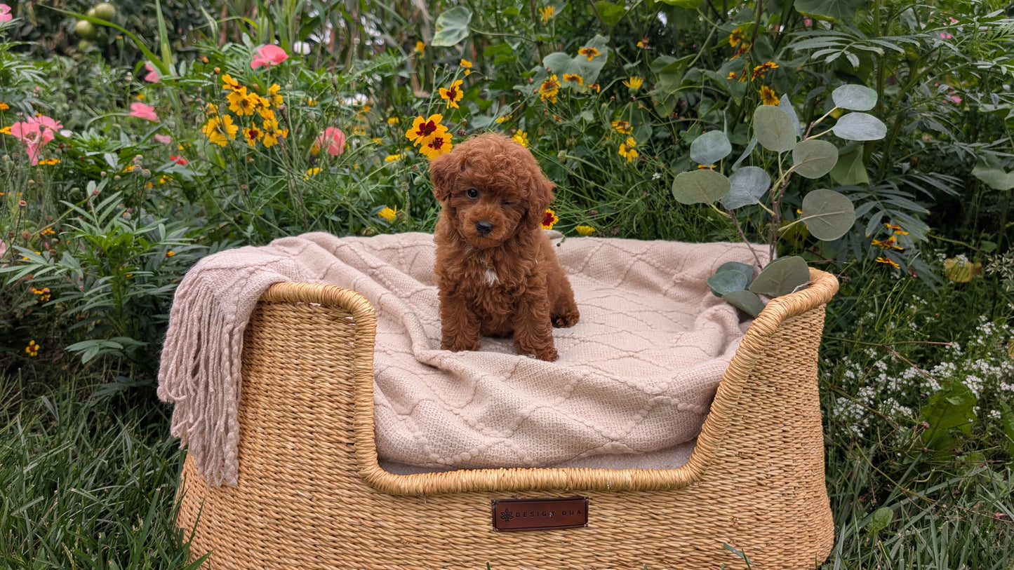 TOY POODLE (07/01) FEMALE