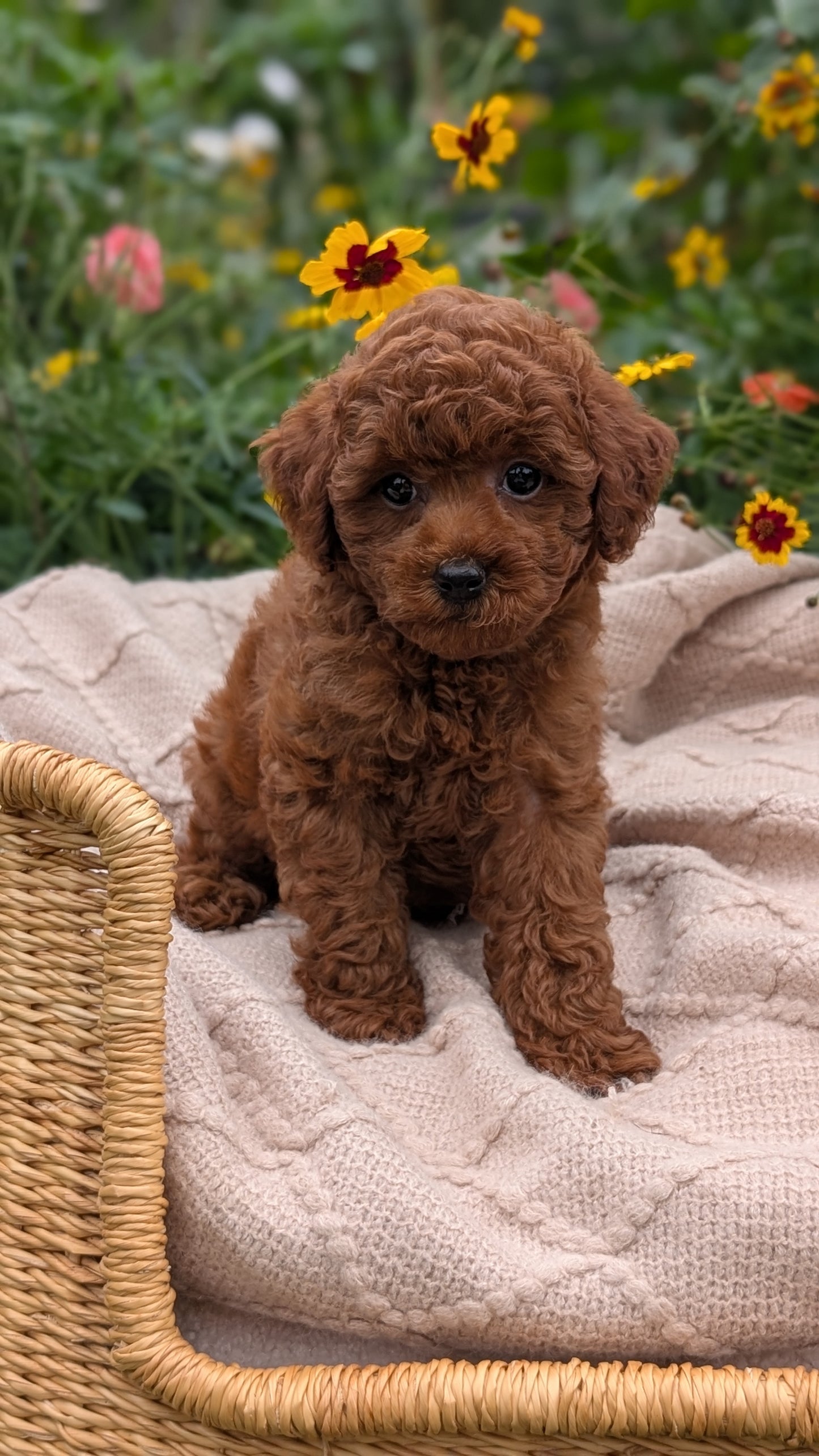 TOY POODLE (07/01) MALE
