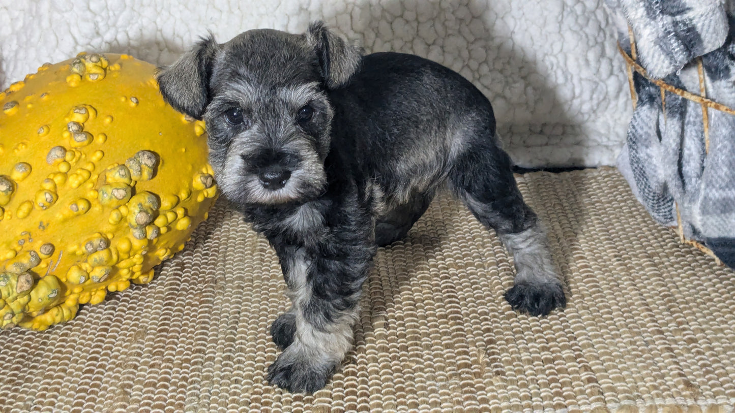 MINI SCHNAUZER (09/22) FEMALE