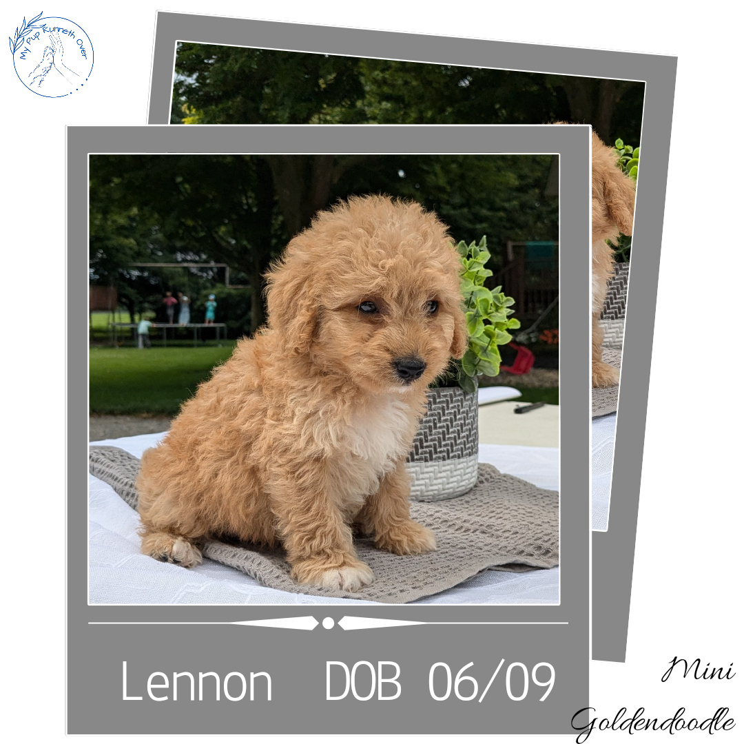 MINI GOLDENDOODLE (06/09) MALE
