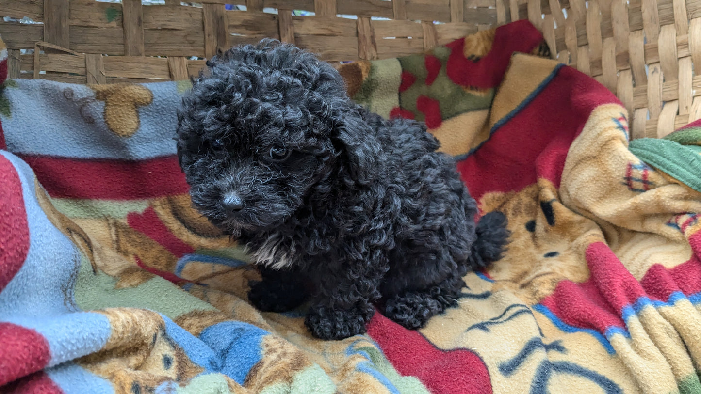TOY POODLE (09/07) MALE