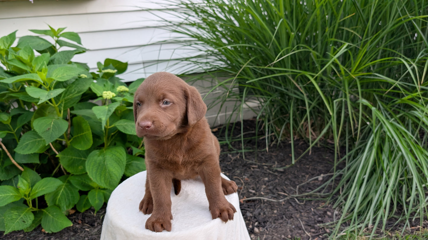 LABRADOR RETRIEVER (05/21) FEMALE