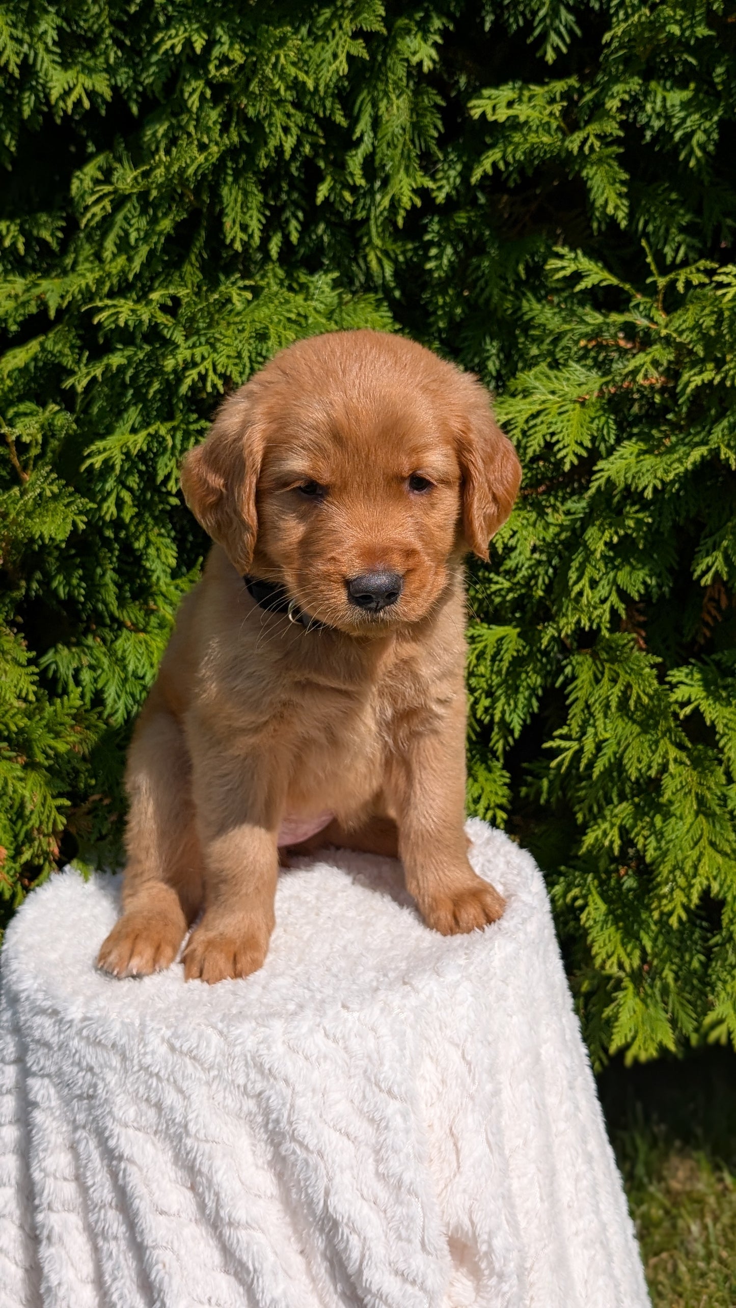 GOLDEN RETRIEVER (07/16) FEMALE
