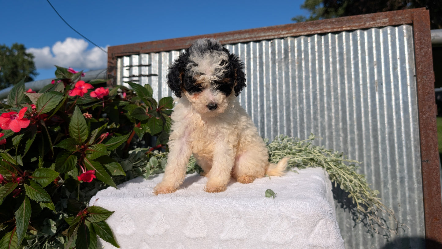 TOY POODLE (07/06) FEMALE