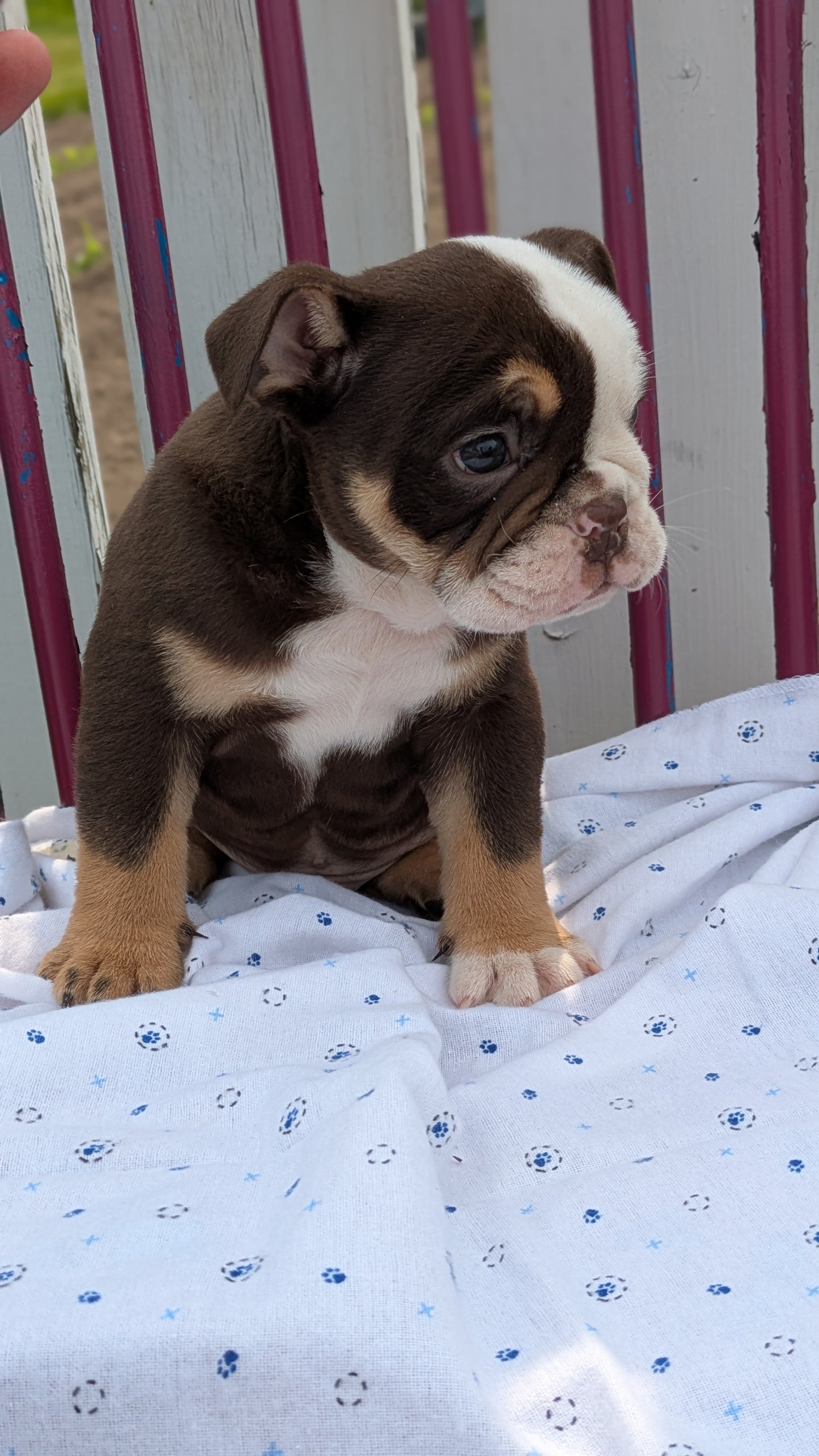 ENGLISH BULLDOG (04/18) MALE