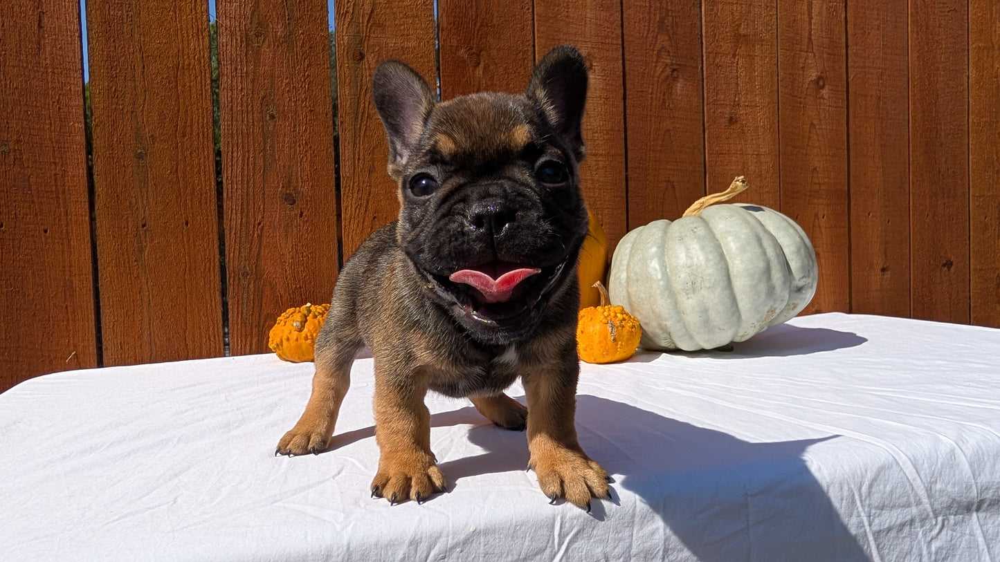 FRENCH BULLDOG (08/12) MALE