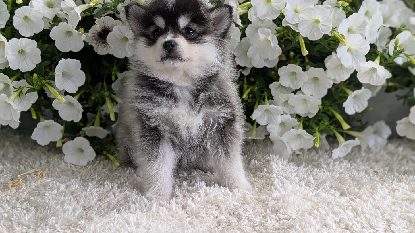 POMSKY (04/01) FEMALE