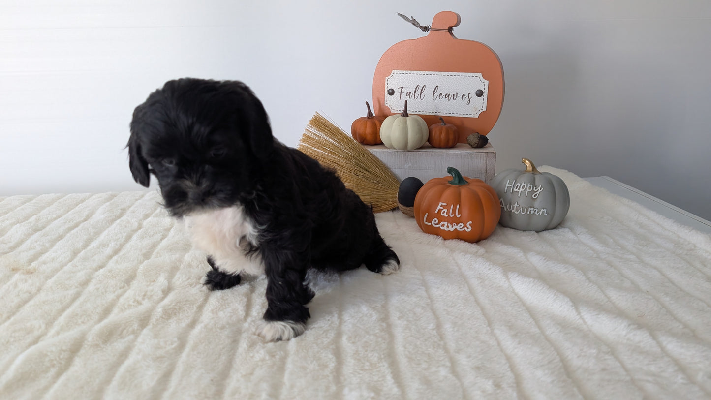 SHIHPOO (07/26) FEMALE