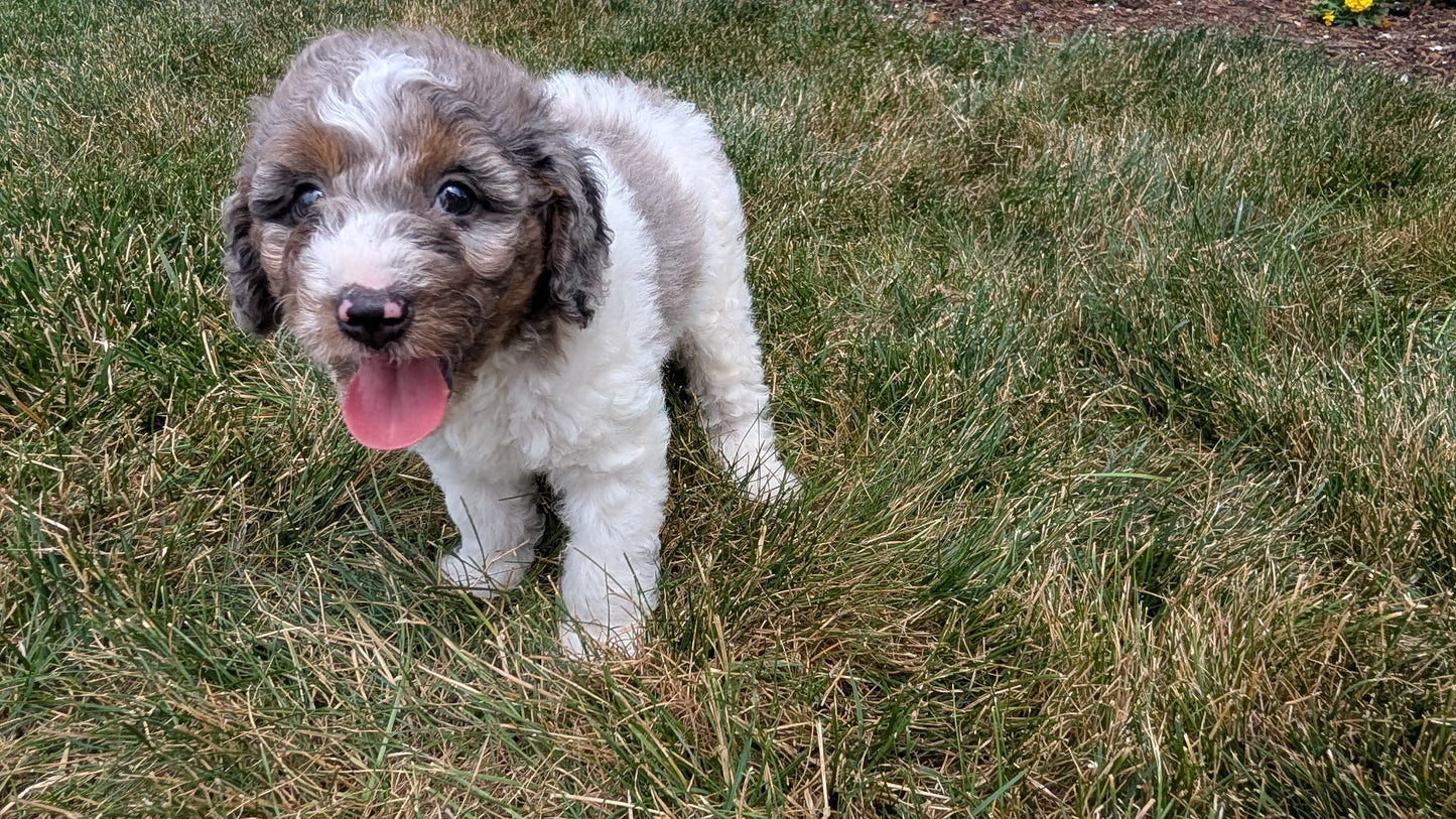 MINI POODLE (06/07) MALE