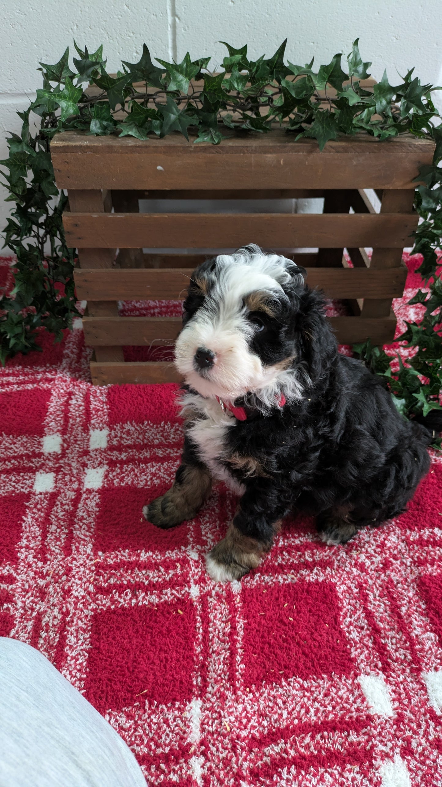 MINI BERNEDOODLE (11/07) MALE
