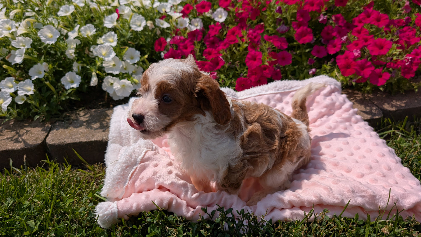 CAVAPOO (06/19) MALE
