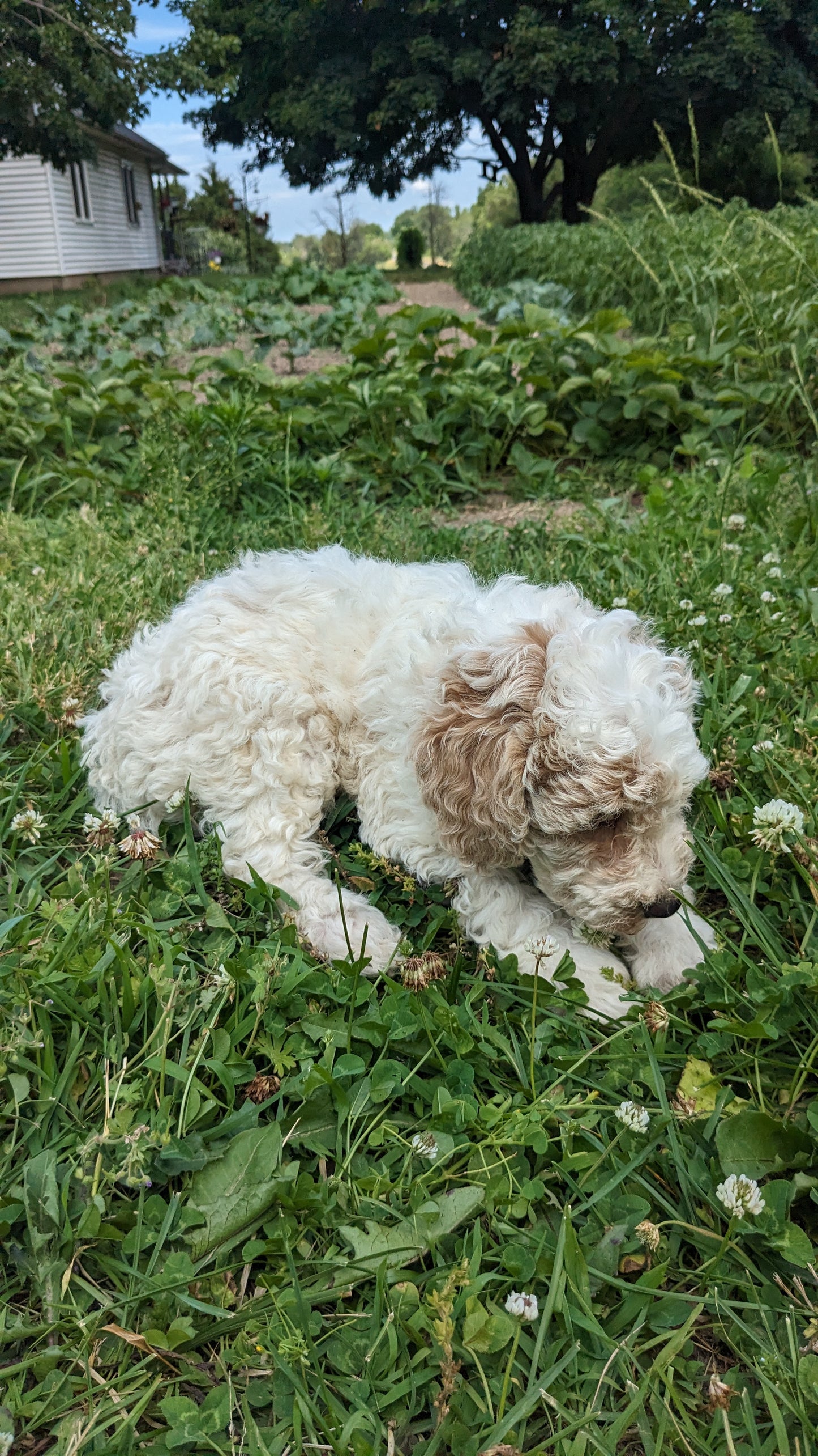 MINI POODLE (04/27) MALE