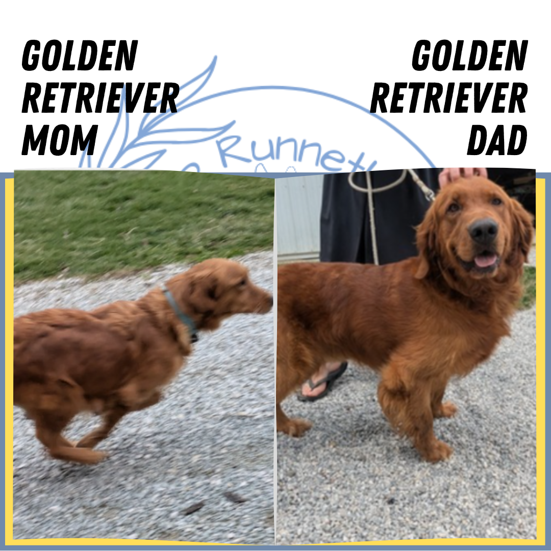 GOLDEN RETRIEVER (05/25) FEMALE