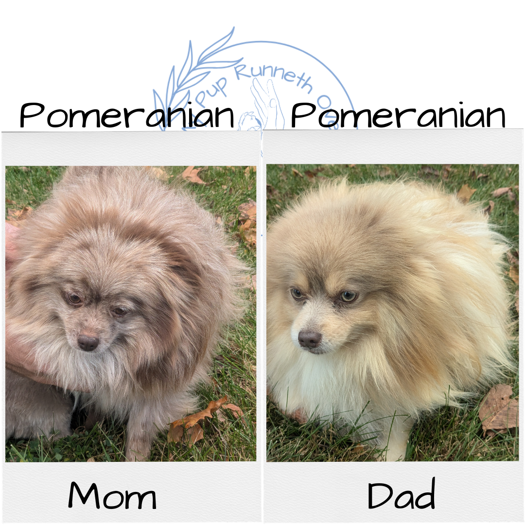 POMERANIAM (10/01) MALE