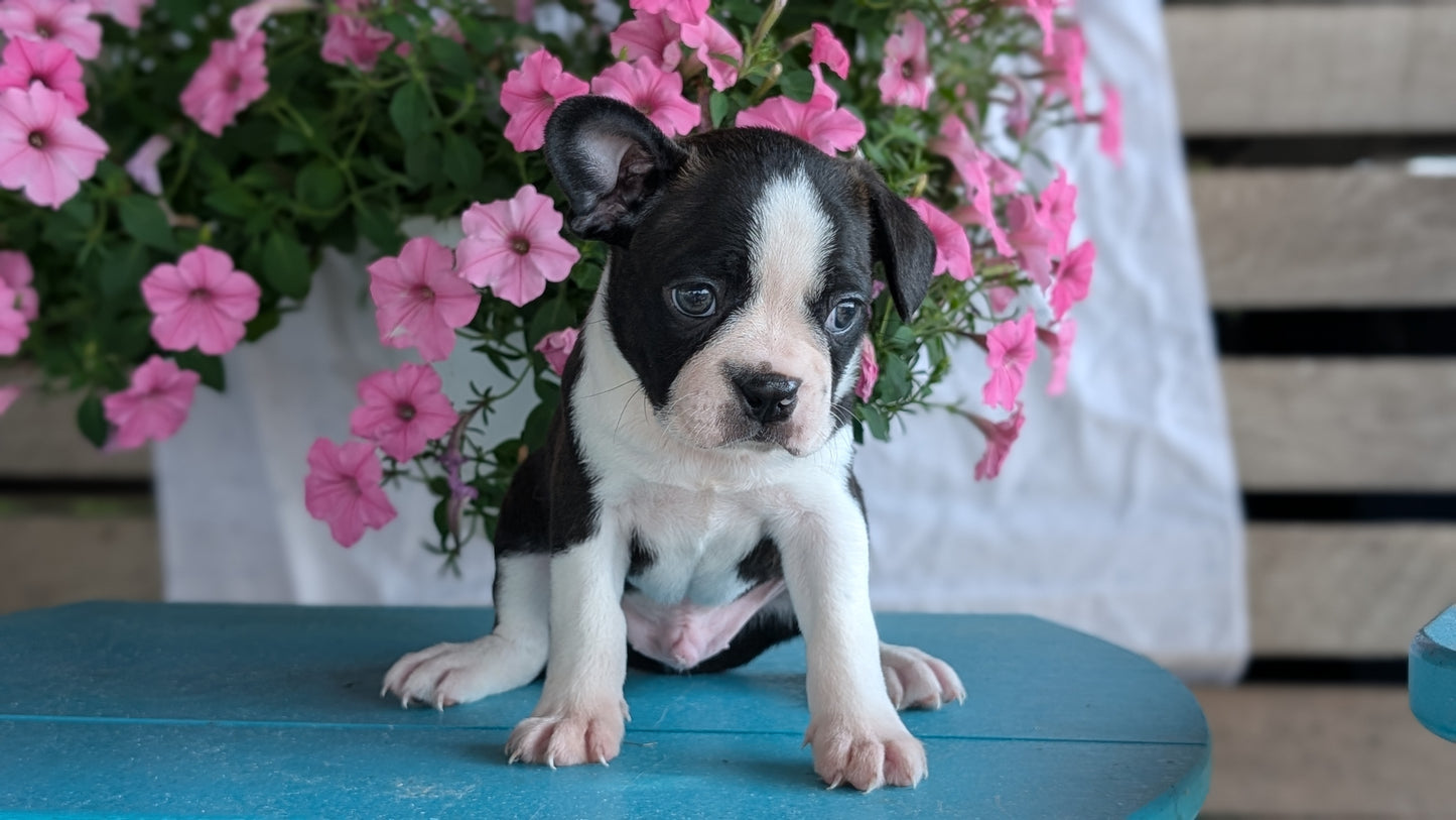 BOSTON TERRIER (06/29) MALE