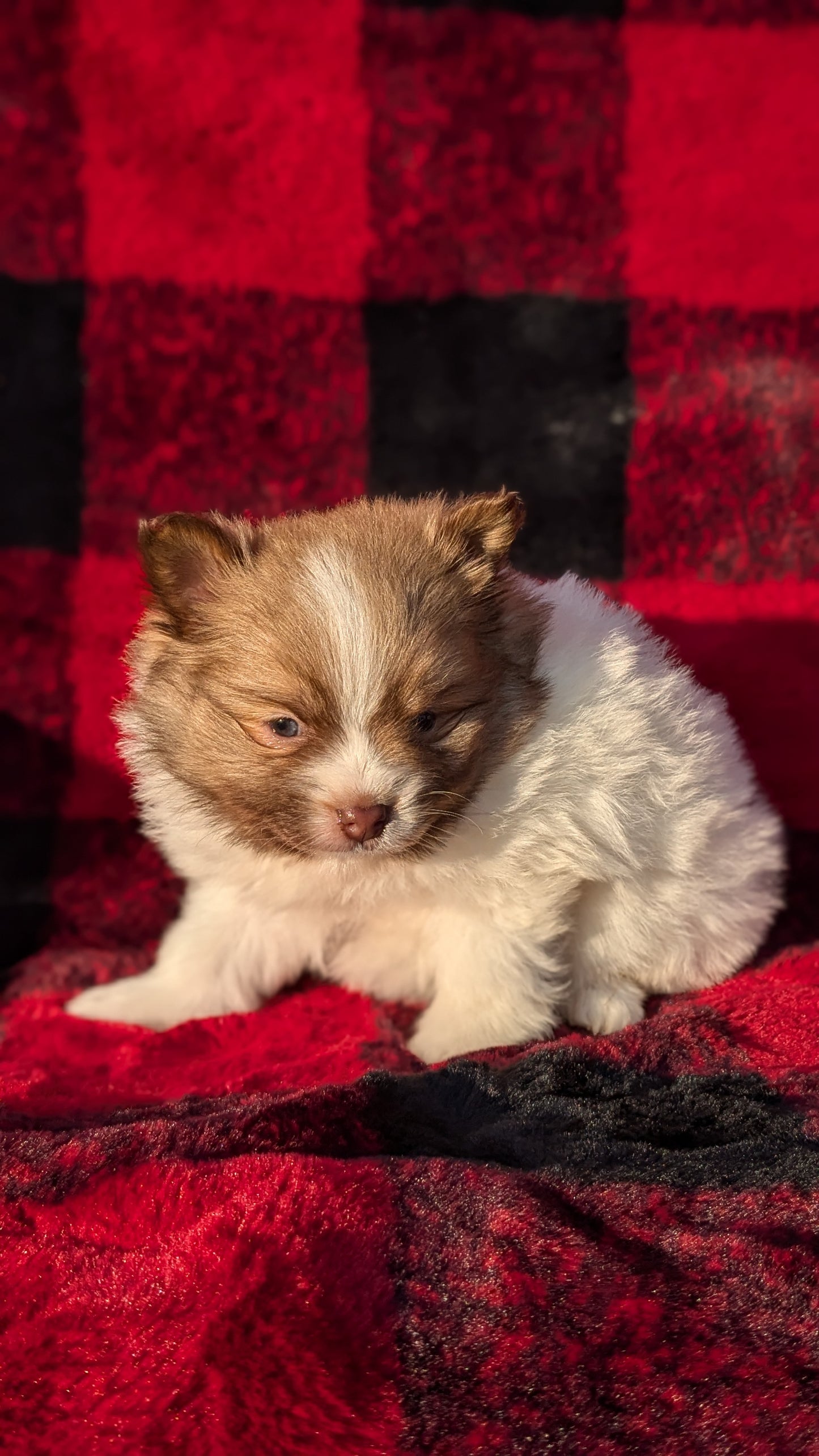 POMERANIAM (10/02) MALE