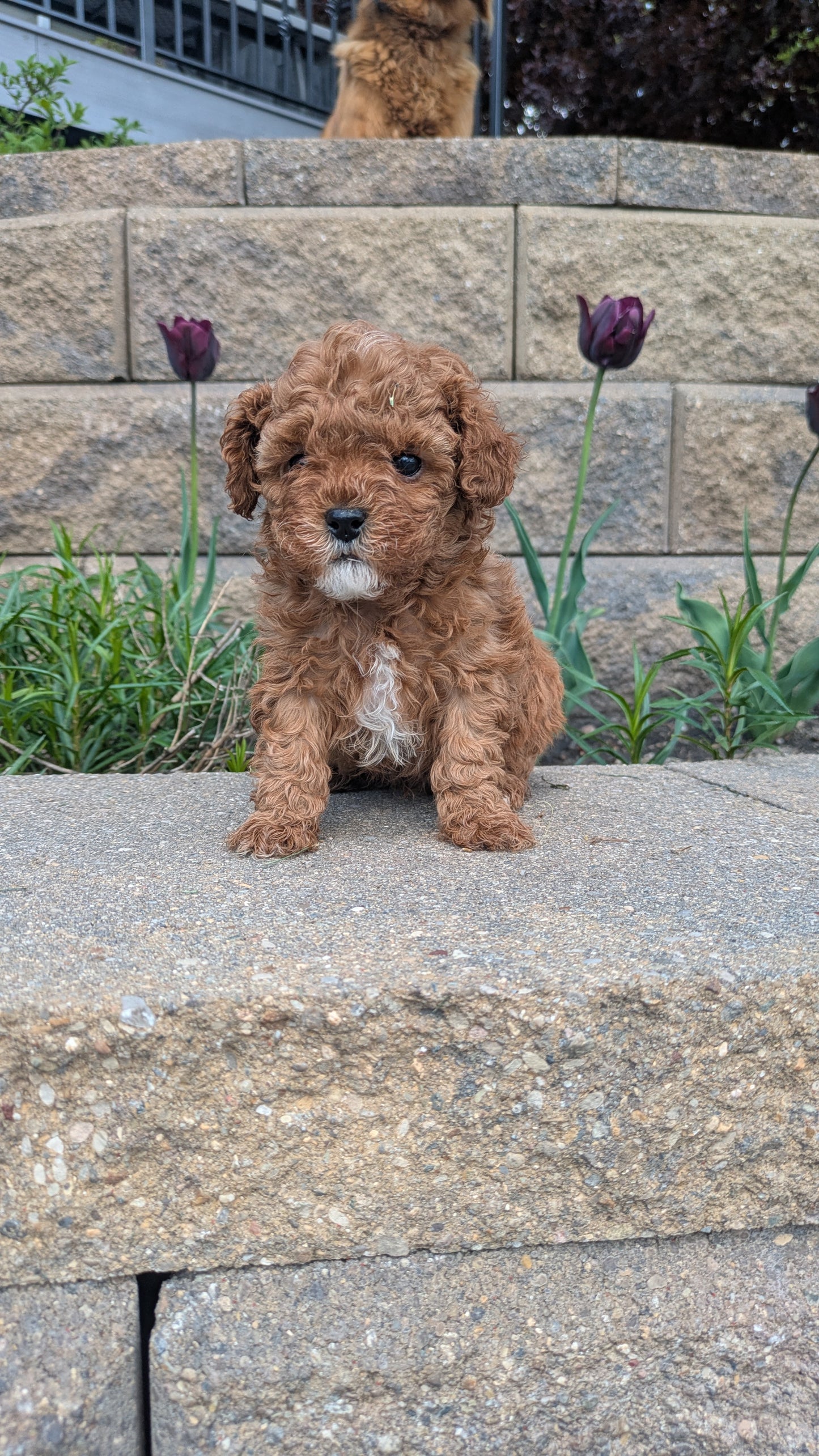 CAVAPOO (03/24) MALE