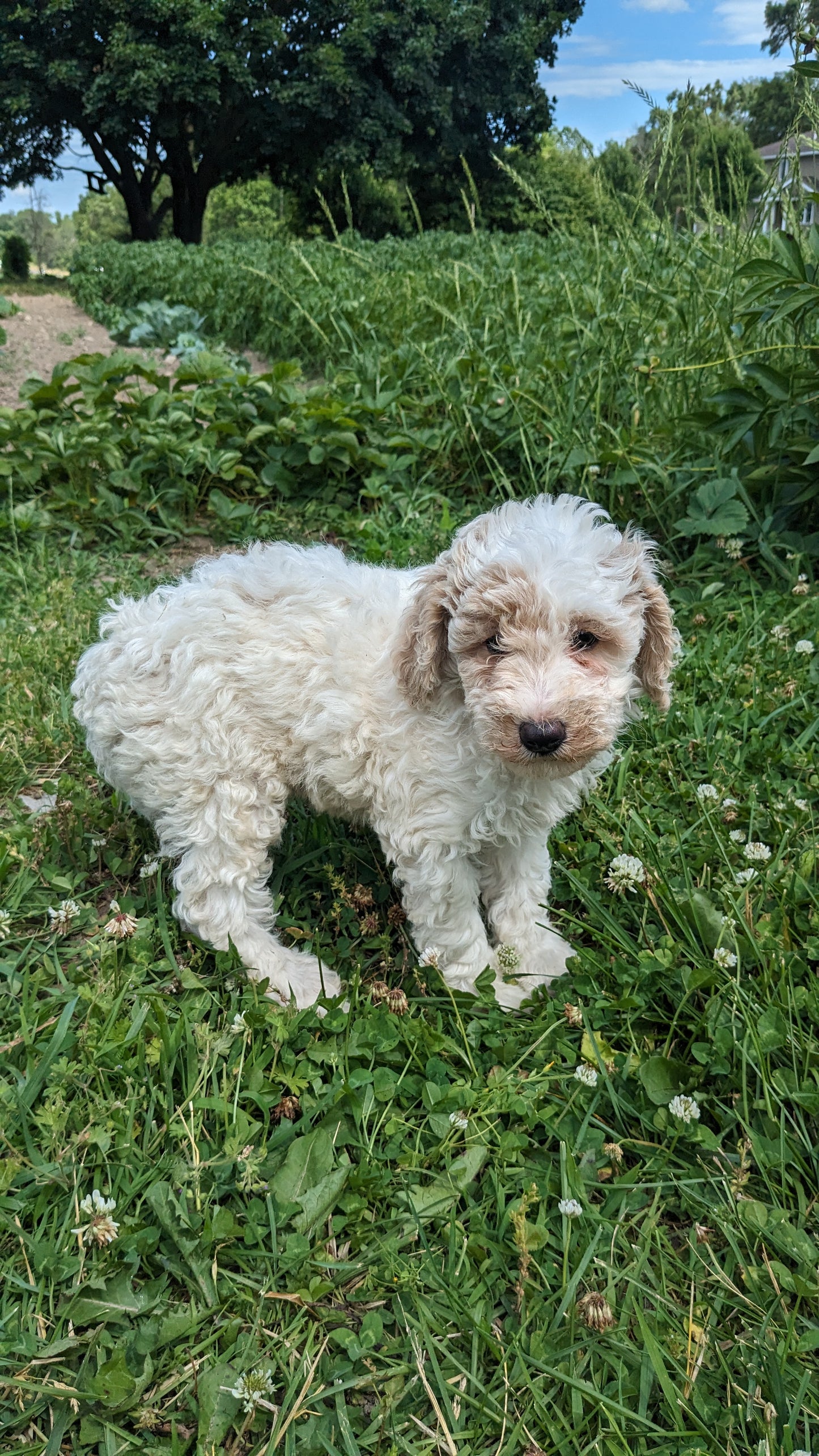 MINI POODLE (04/27) MALE