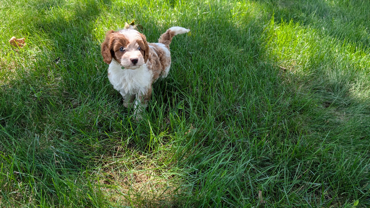 CAVAPOO (06/19) MALE