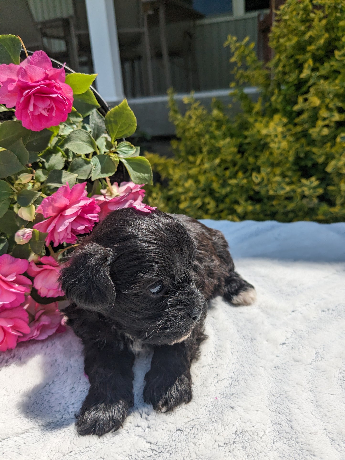 SHIH-POO (04/22) FEMALE