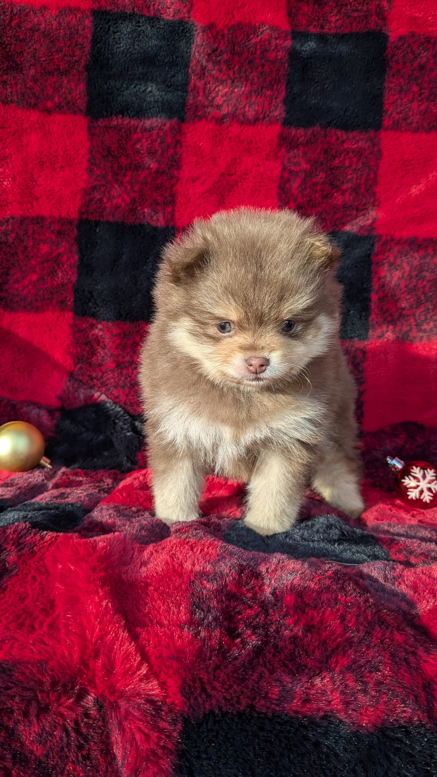 POMERANIAM (10/01) MALE