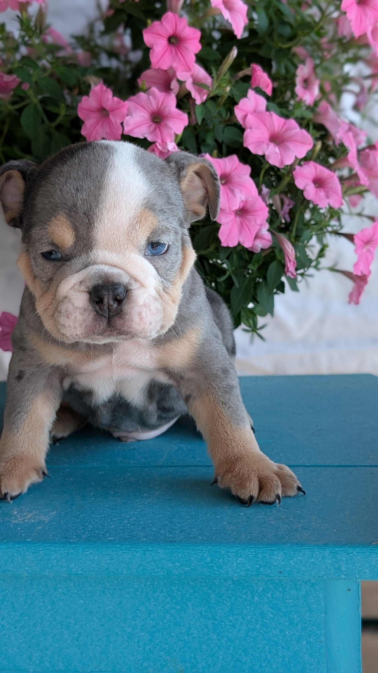 ENGLISH BULLDOG (06/30) MALE