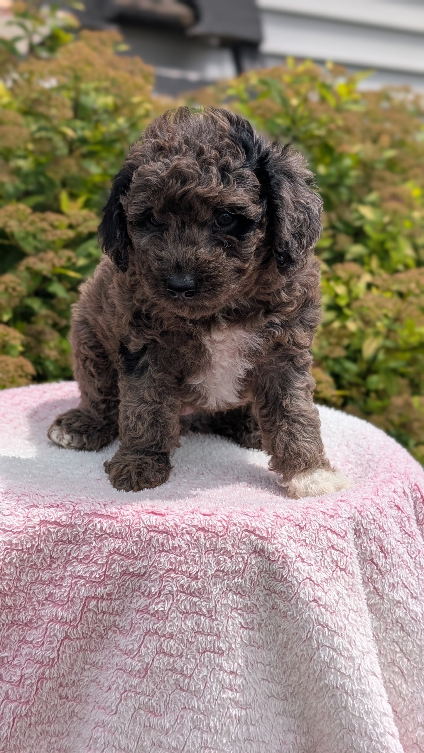 MINI POODLE (06/07) MALE