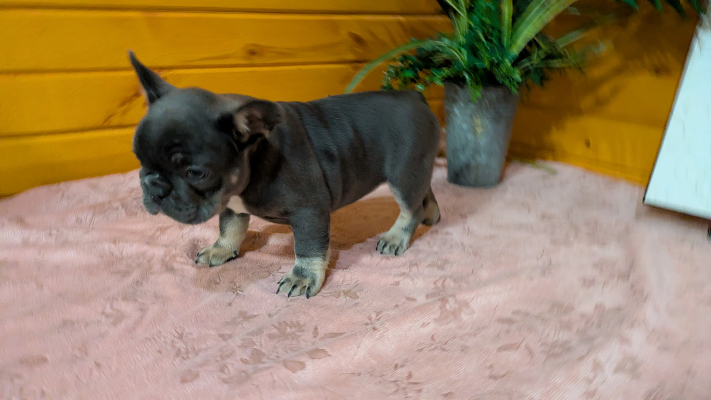 FRENCH BULLDOG (12/22) FEMALE