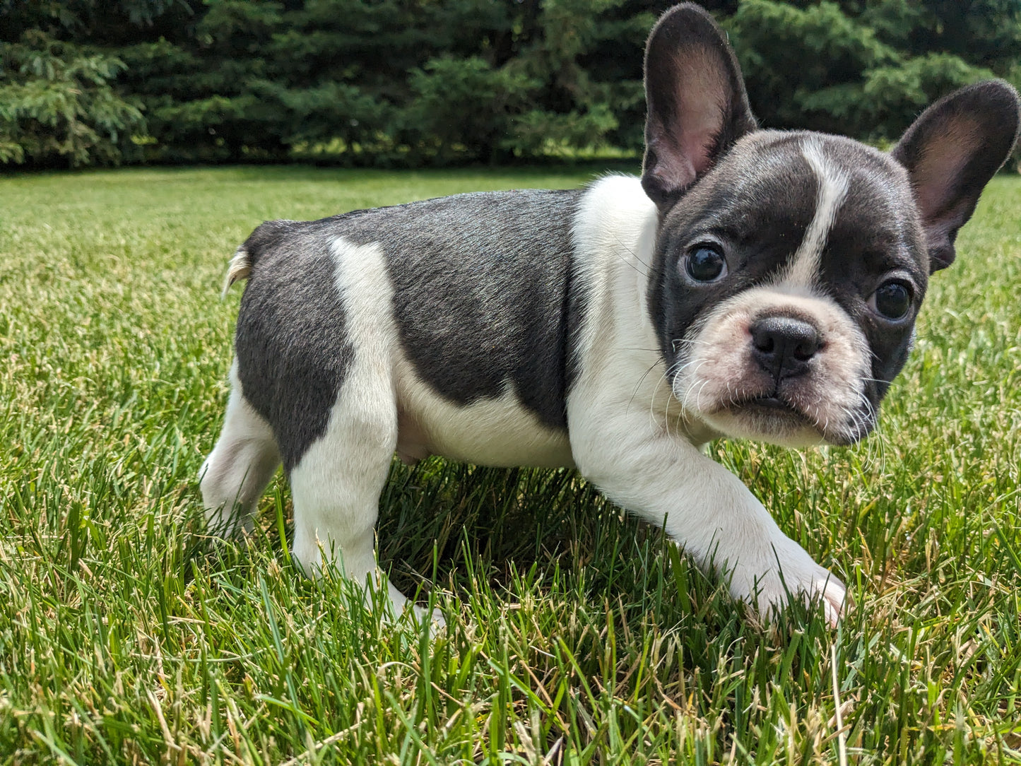 FRENCHTON (04/11) MALE