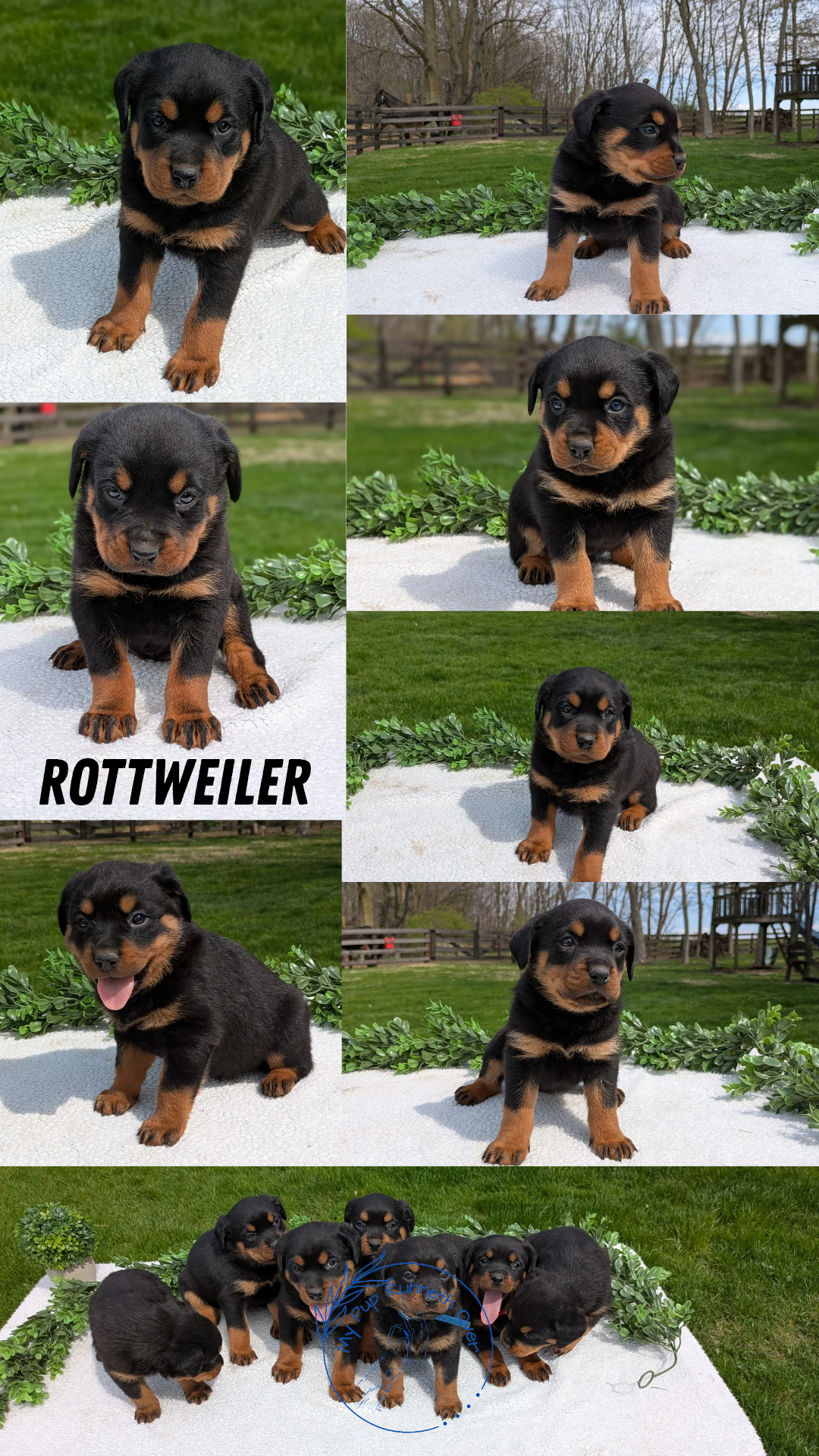 ROTTWEILER (03/18) MALE