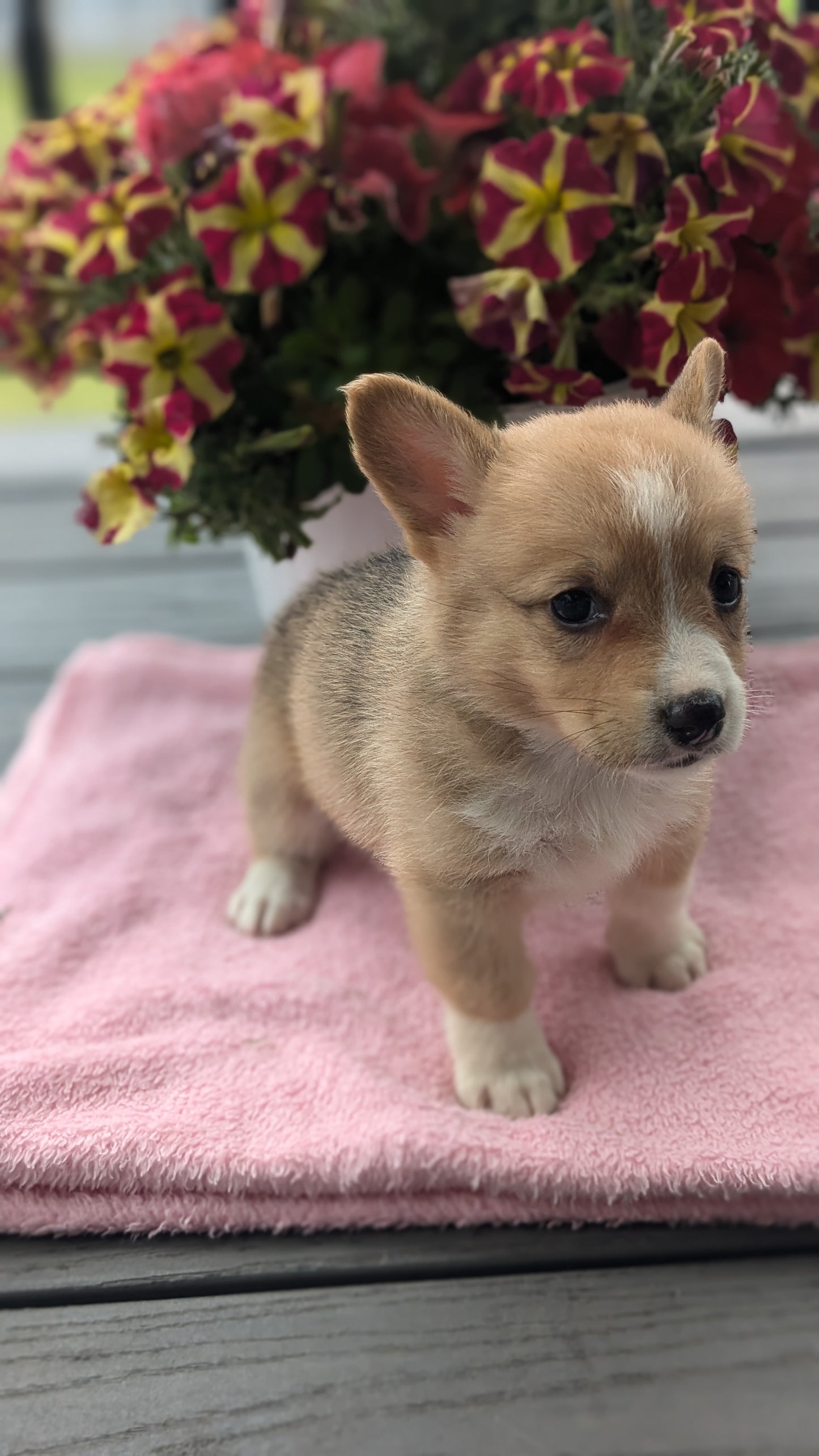 CORGI (06/02) FEMALE