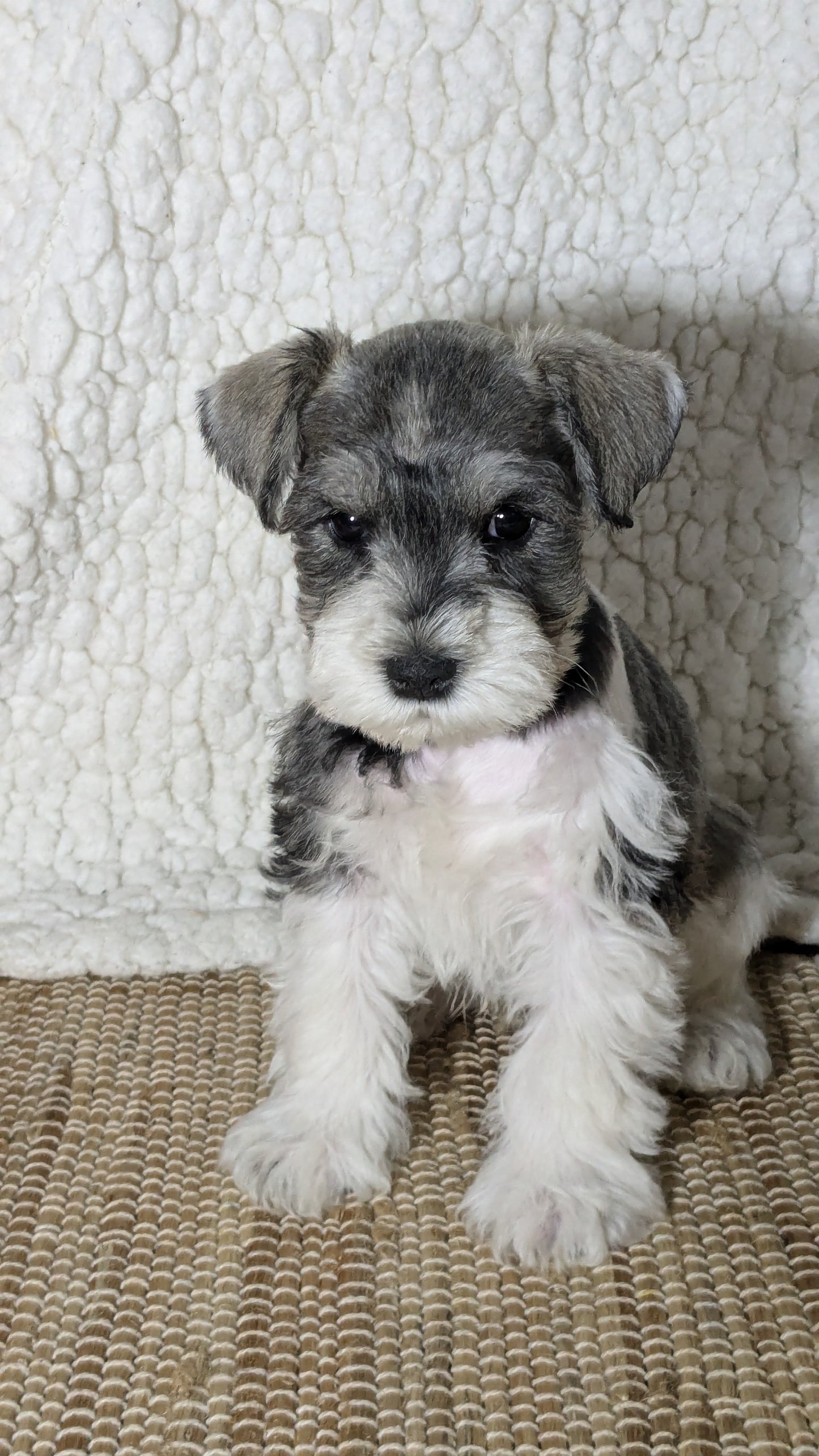 MINI SCHNAUZER (09/23) MALE