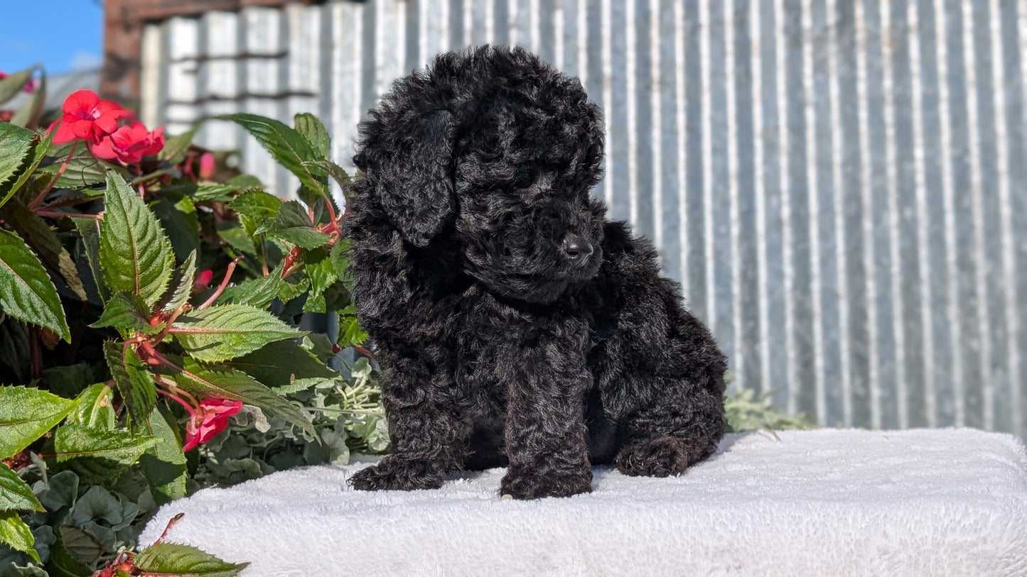 TOY POODLE (07/06) FEMALE