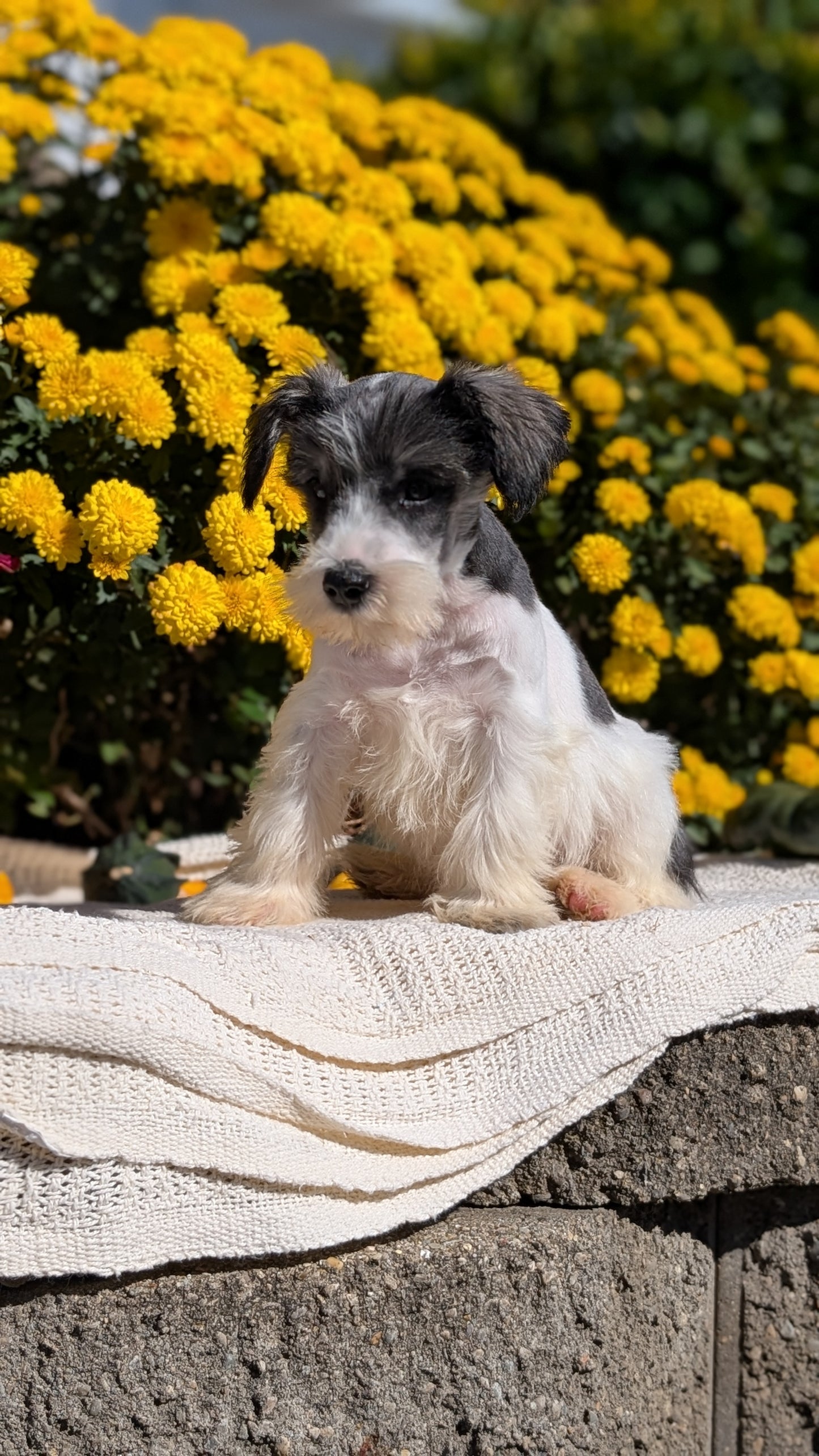 MINI SCHNAUZER (08/06) MALE