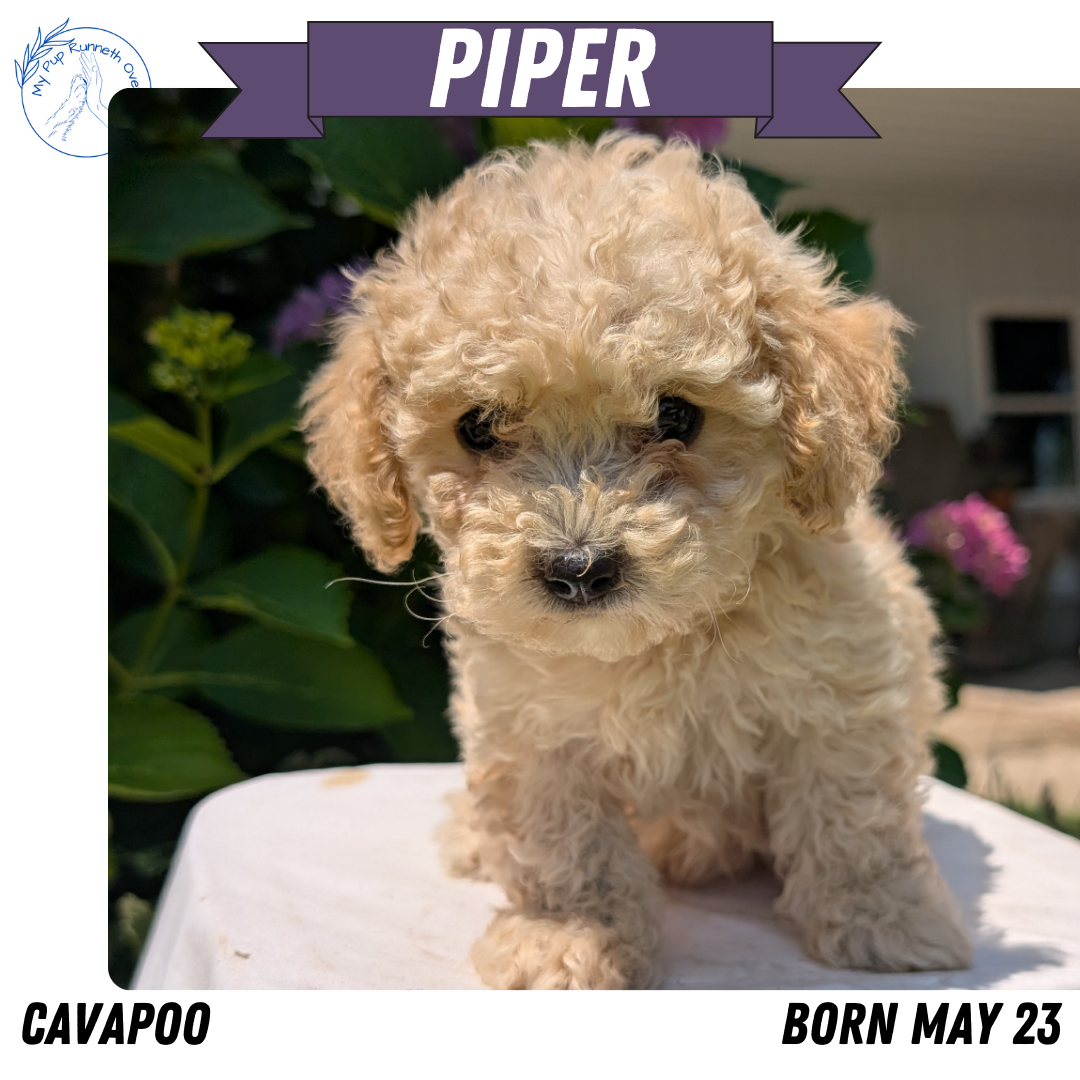 CAVAPOO (05/23) FEMALE