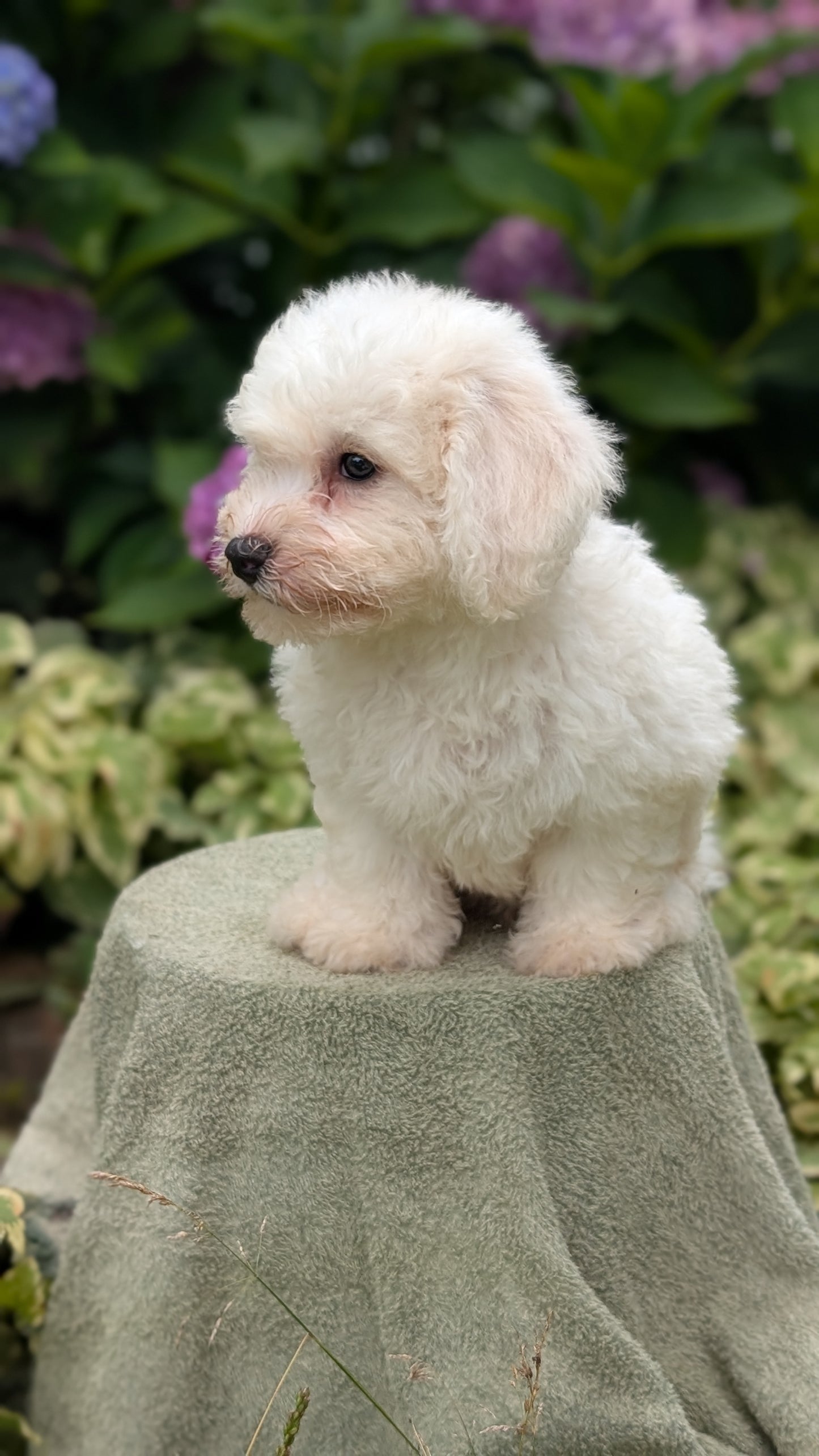 BICHON FRISE (06/19) MALE