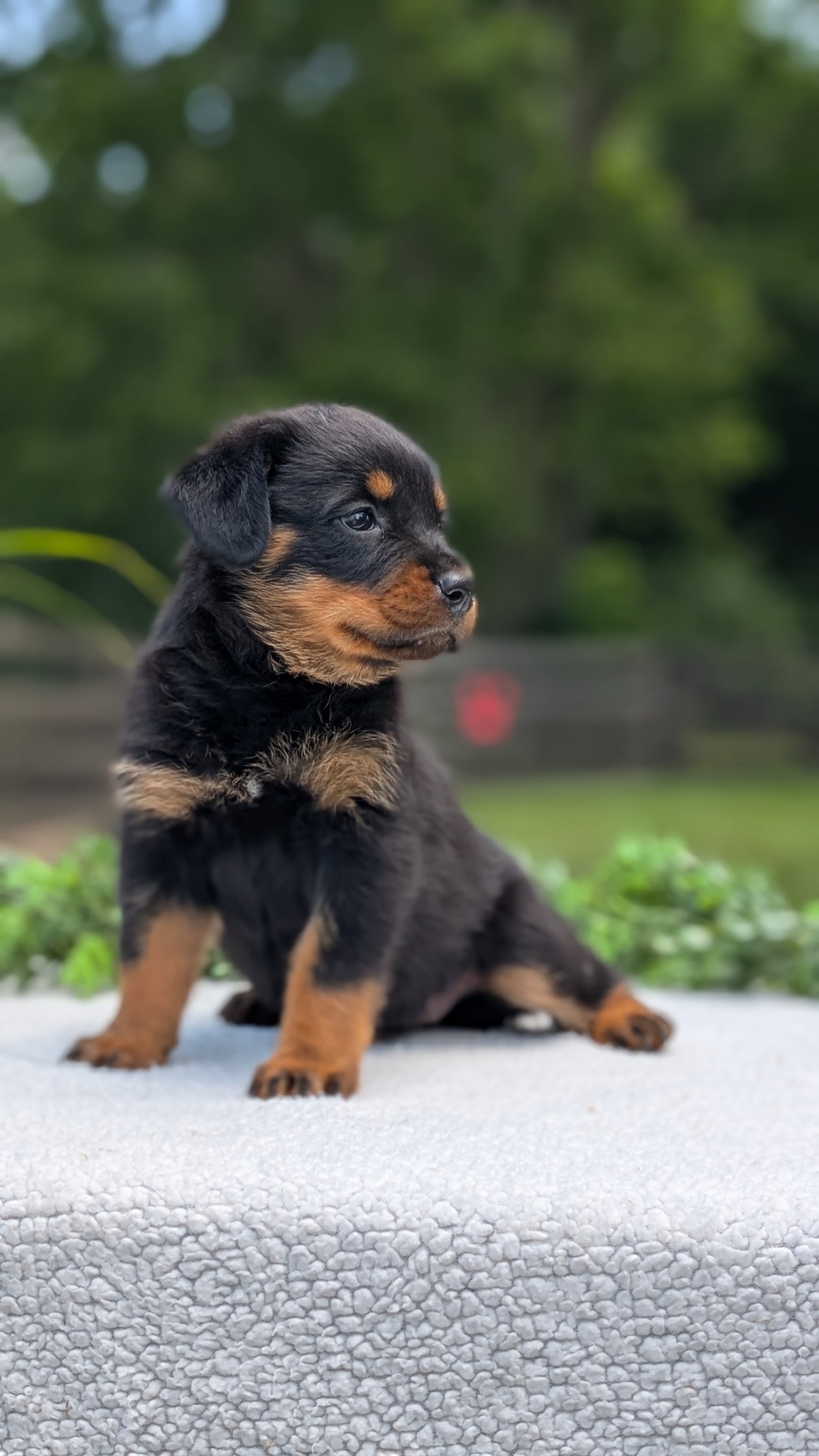 ROTTWEILER (05/28) FEMALE