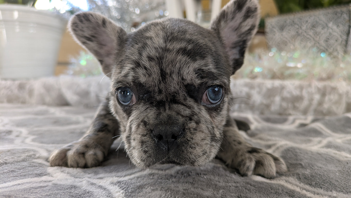 FRENCH BULLDOG (10/12) FEMALE