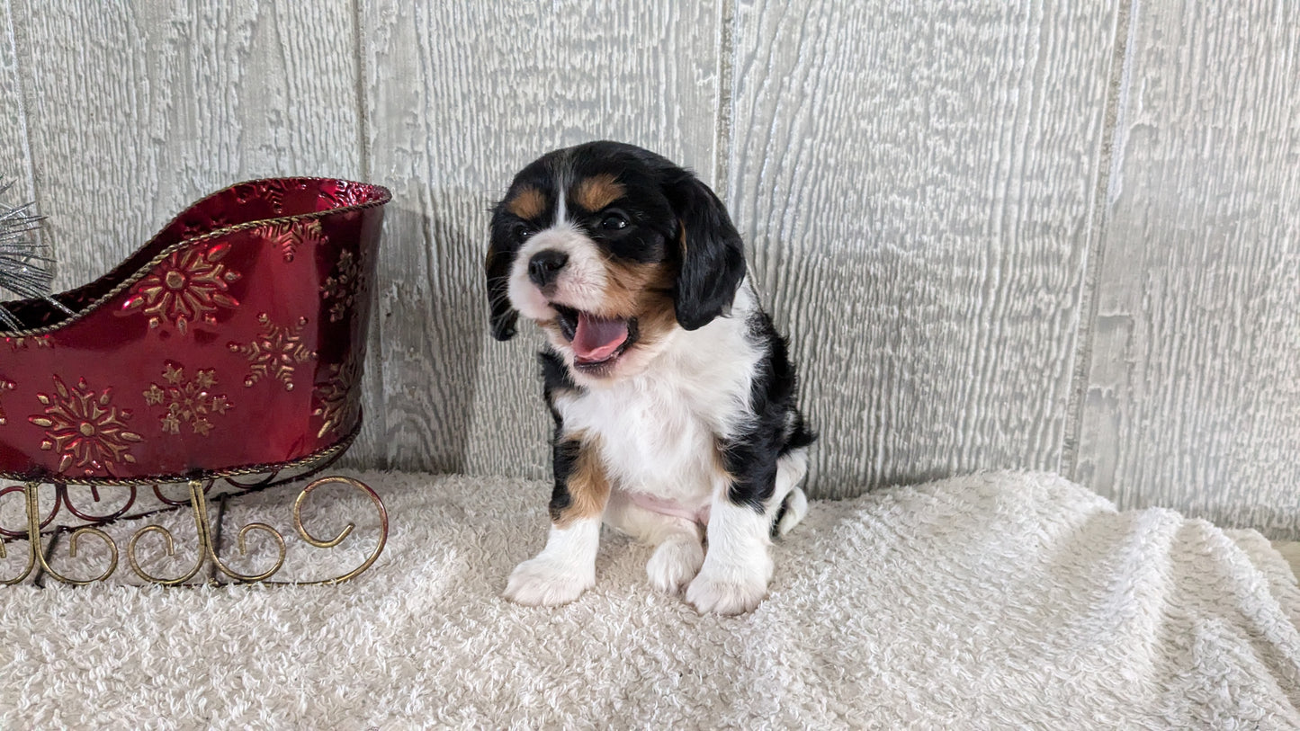 CAVALIER (09/11) FEMALE