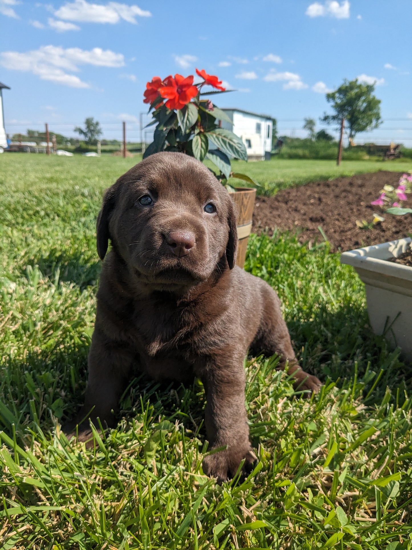 CHOCOLATE LAB (04/21) FEMALE