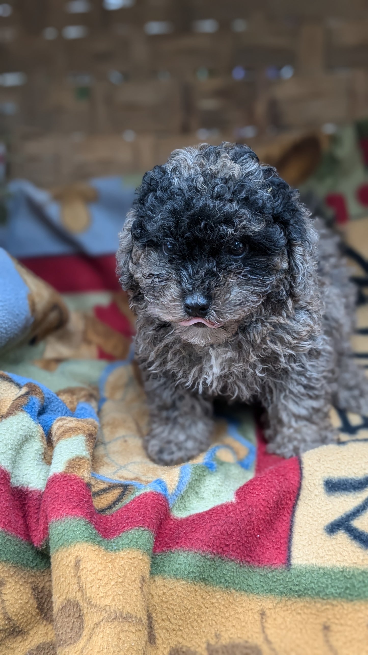 TOY POODLE (09/07) MALE