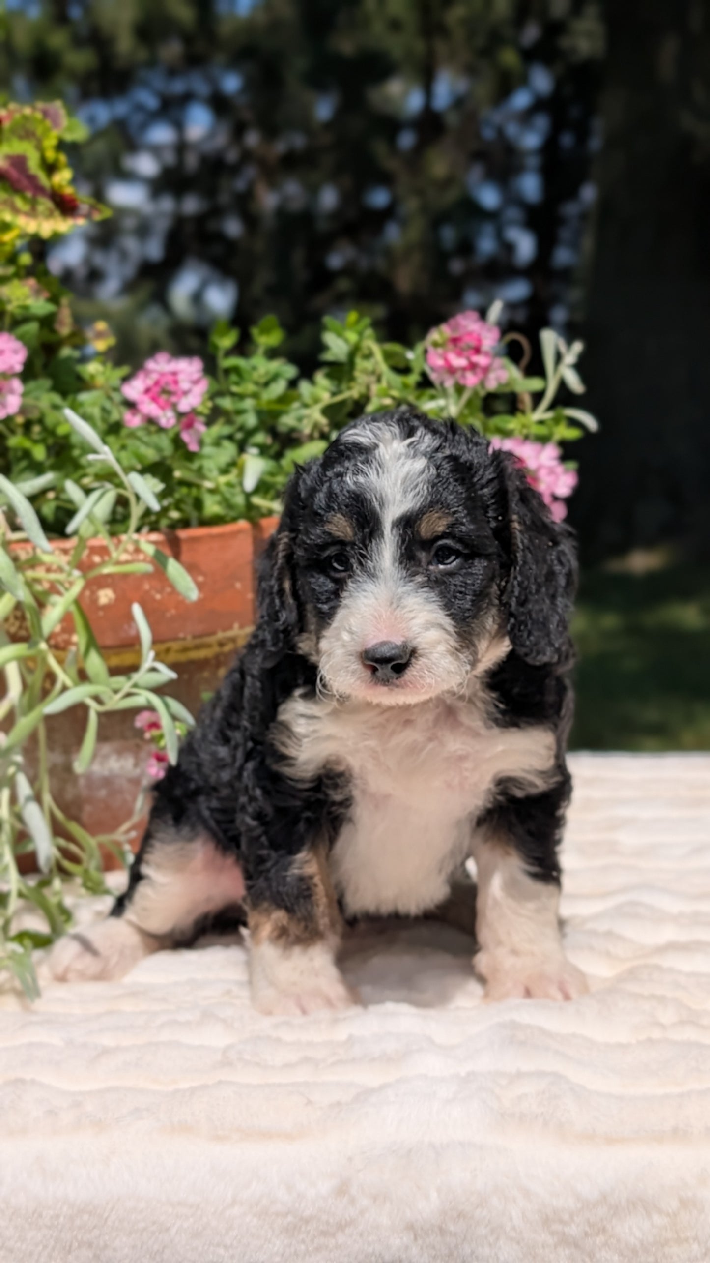 MINI BERNEDOODLE (06/11) FEMALE
