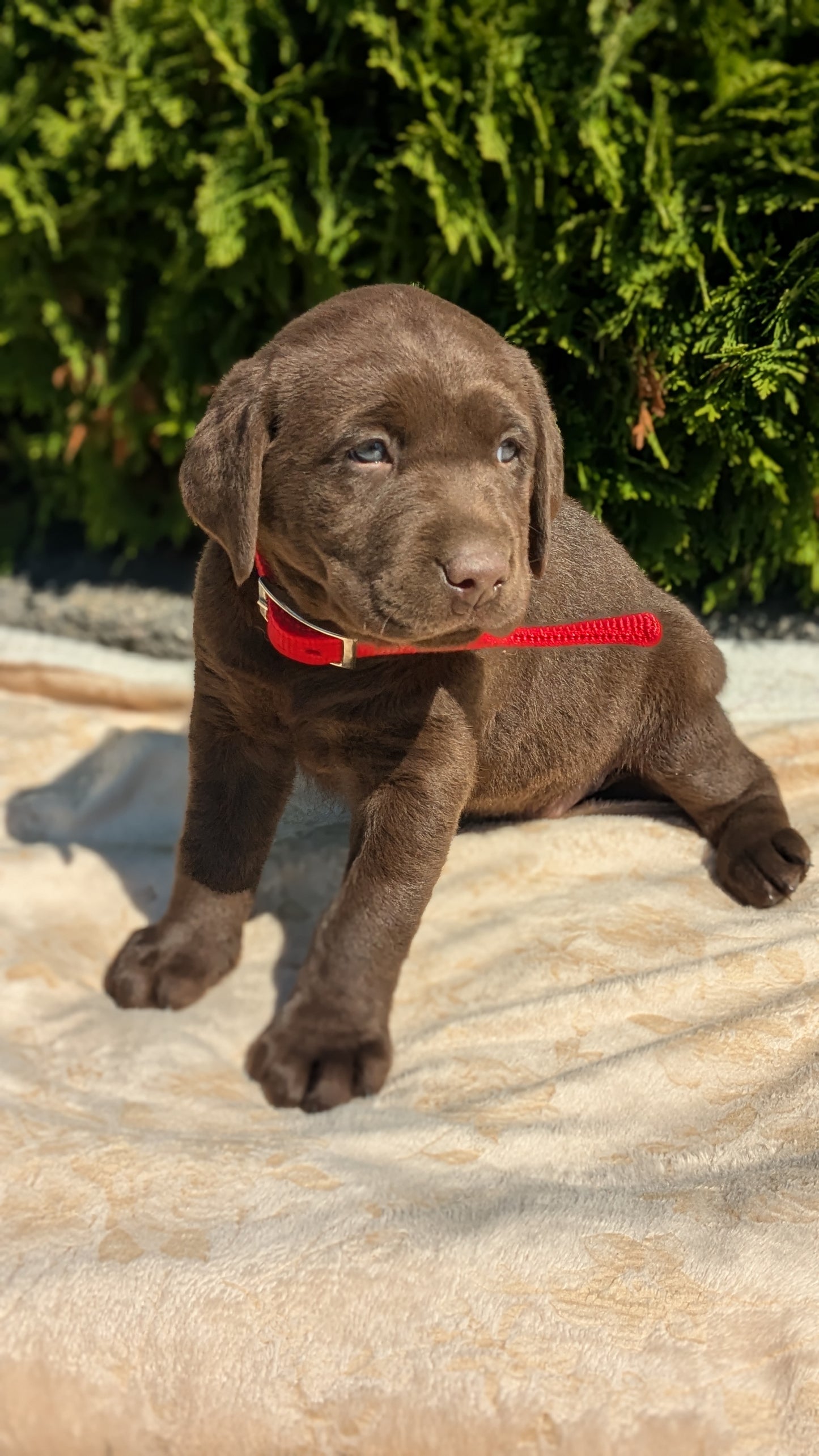 LABRADOR RETRIEVER (08/05) FEMALE