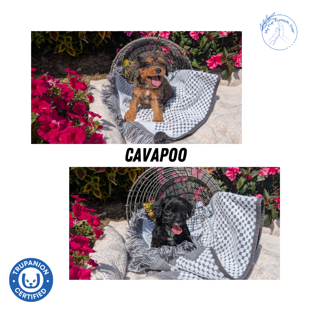 CAVAPOO (06/28) MALE