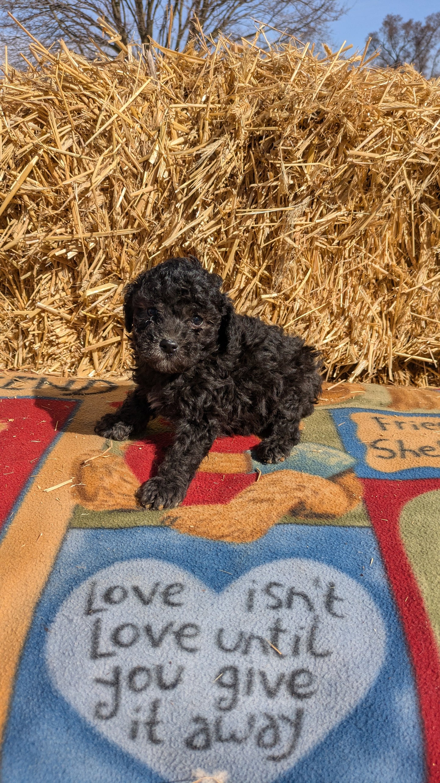 TOY POODLE (02/01) MALE